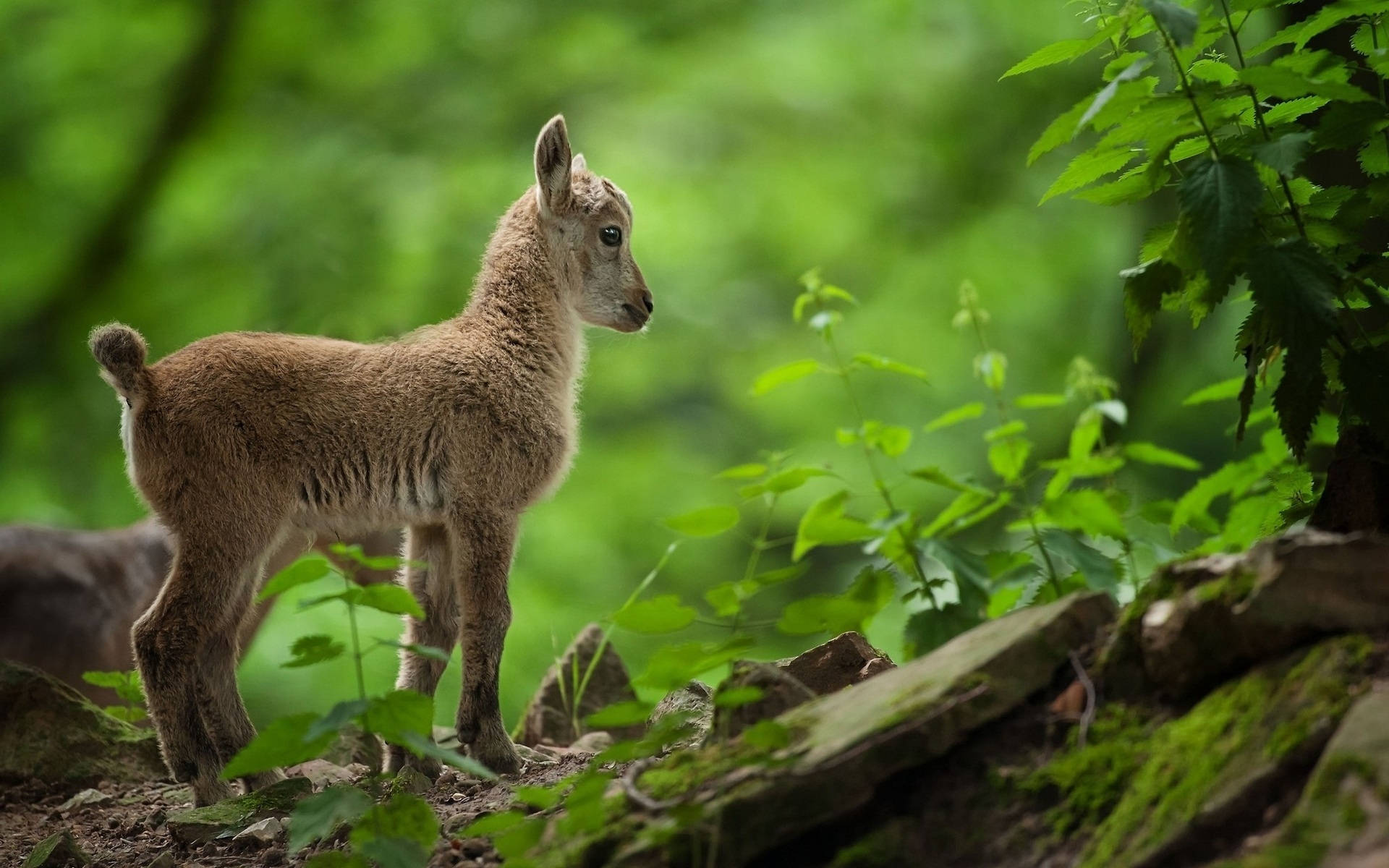 Fluffy Baby Goat In A Forest Wallpaper