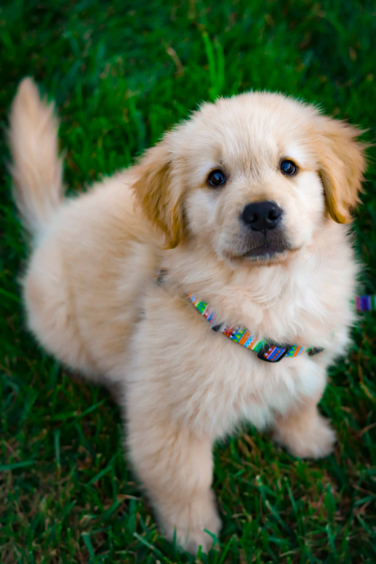 Fluffy Golden Retriever Baby Dog Wallpaper