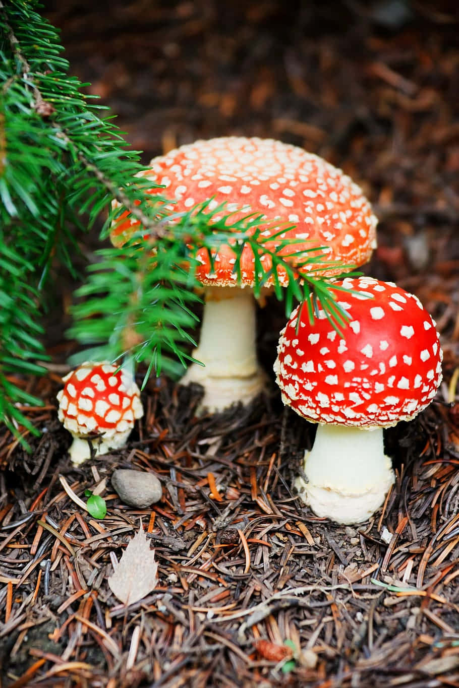 Fly Agaric Fungus On Dried Pine Tree Leaves Wallpaper