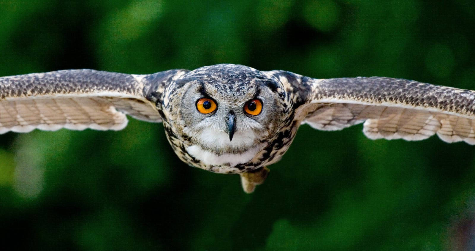 Flying Eagle Owl Selective Focus Wallpaper