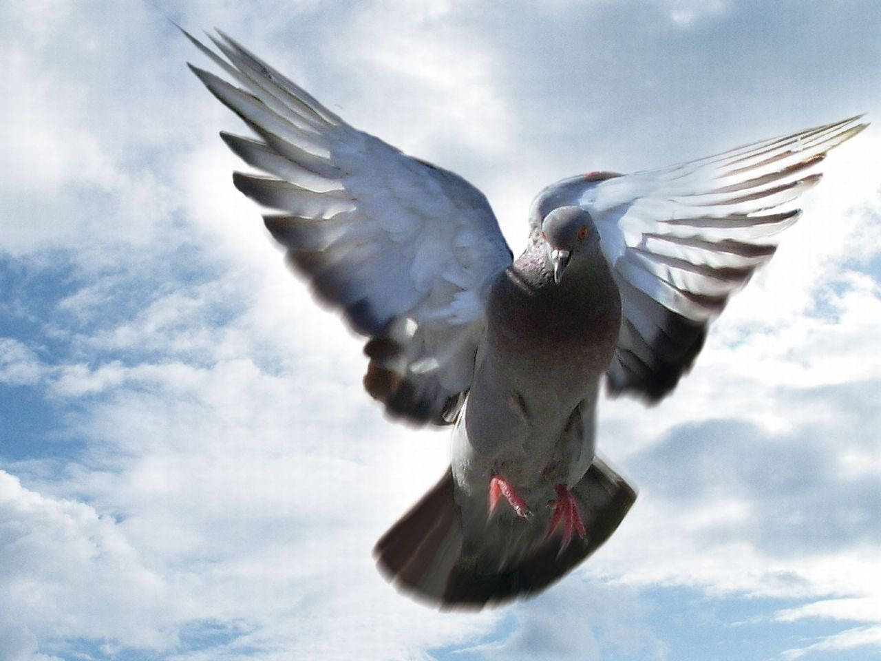 Flying Homing Pigeon Low Angle Shot Wallpaper