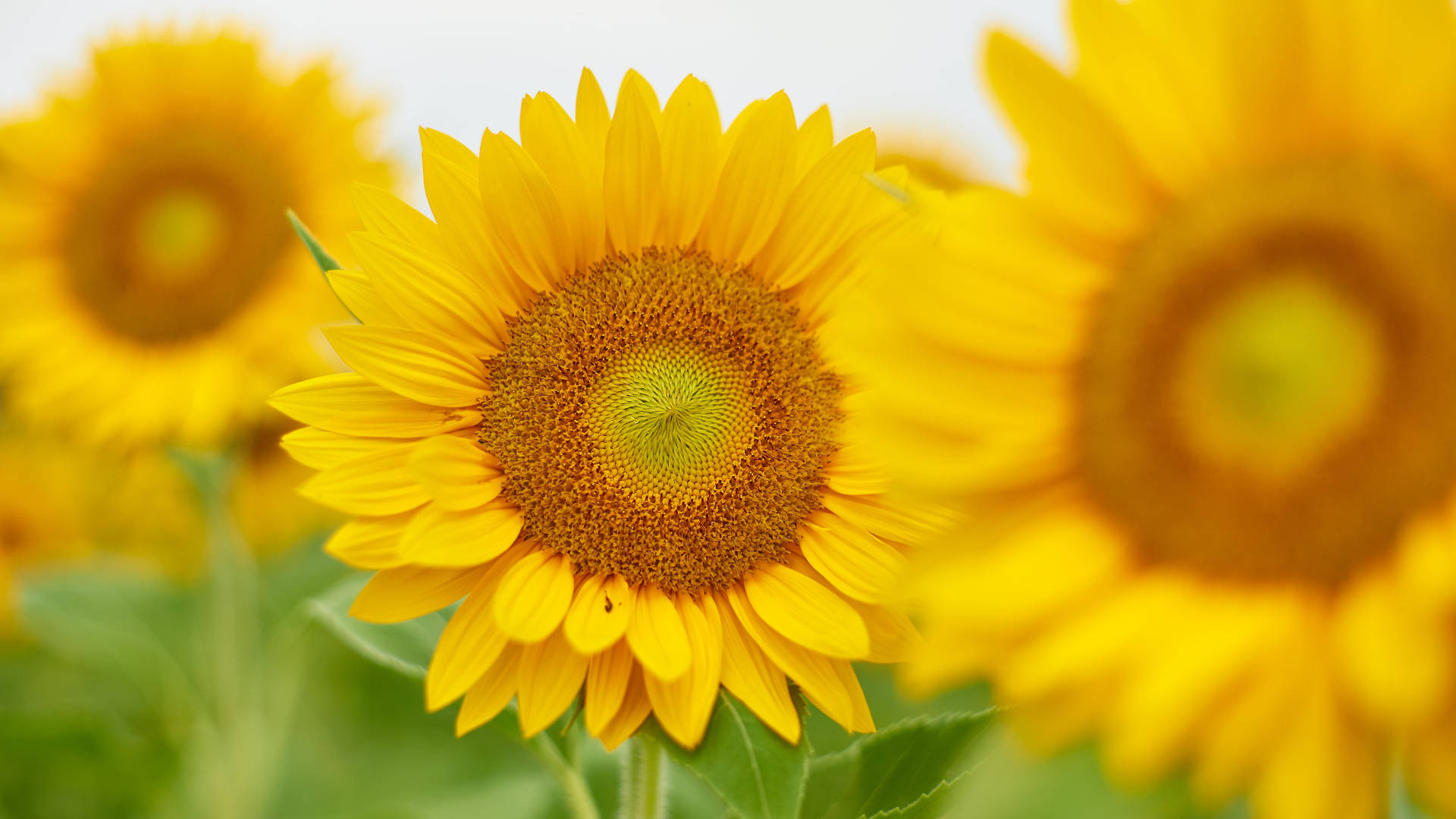 Focused Sunflower Laptop Wallpaper