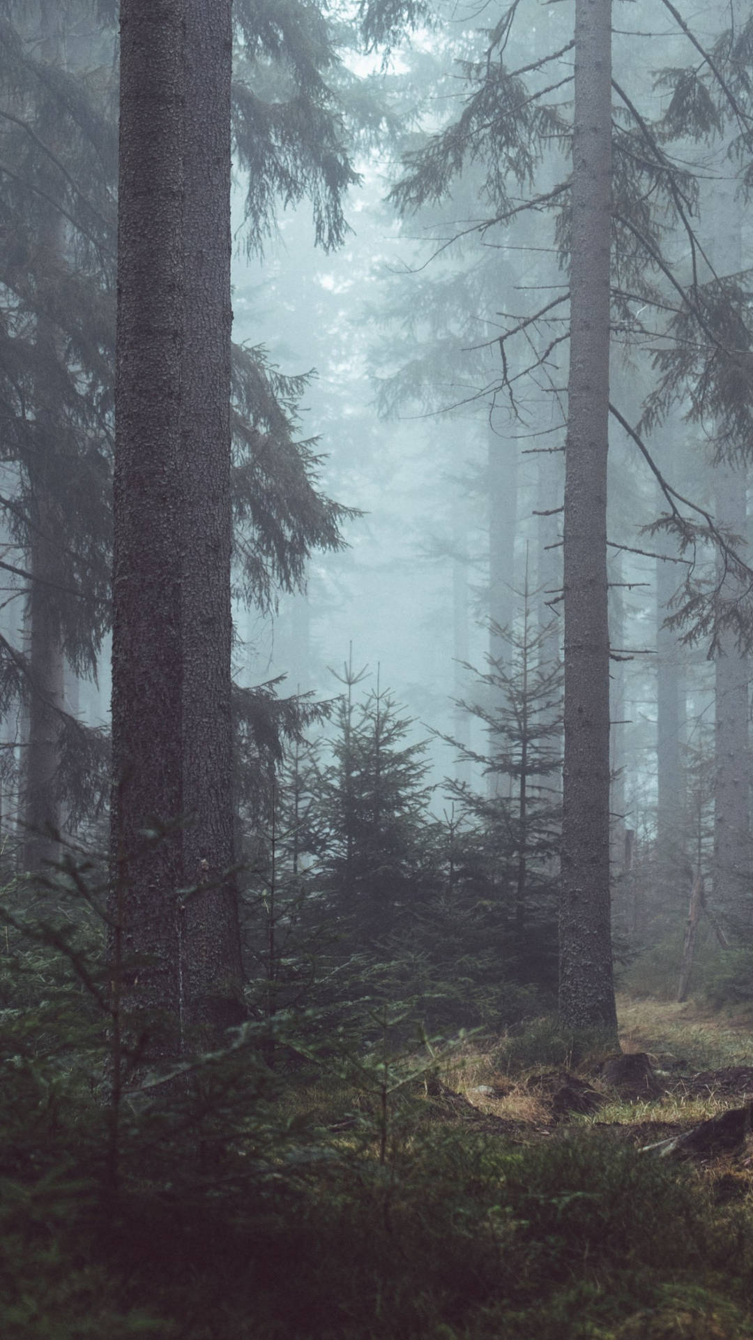 Download free Foggy Forest Cool Android Wallpaper - MrWallpaper.com