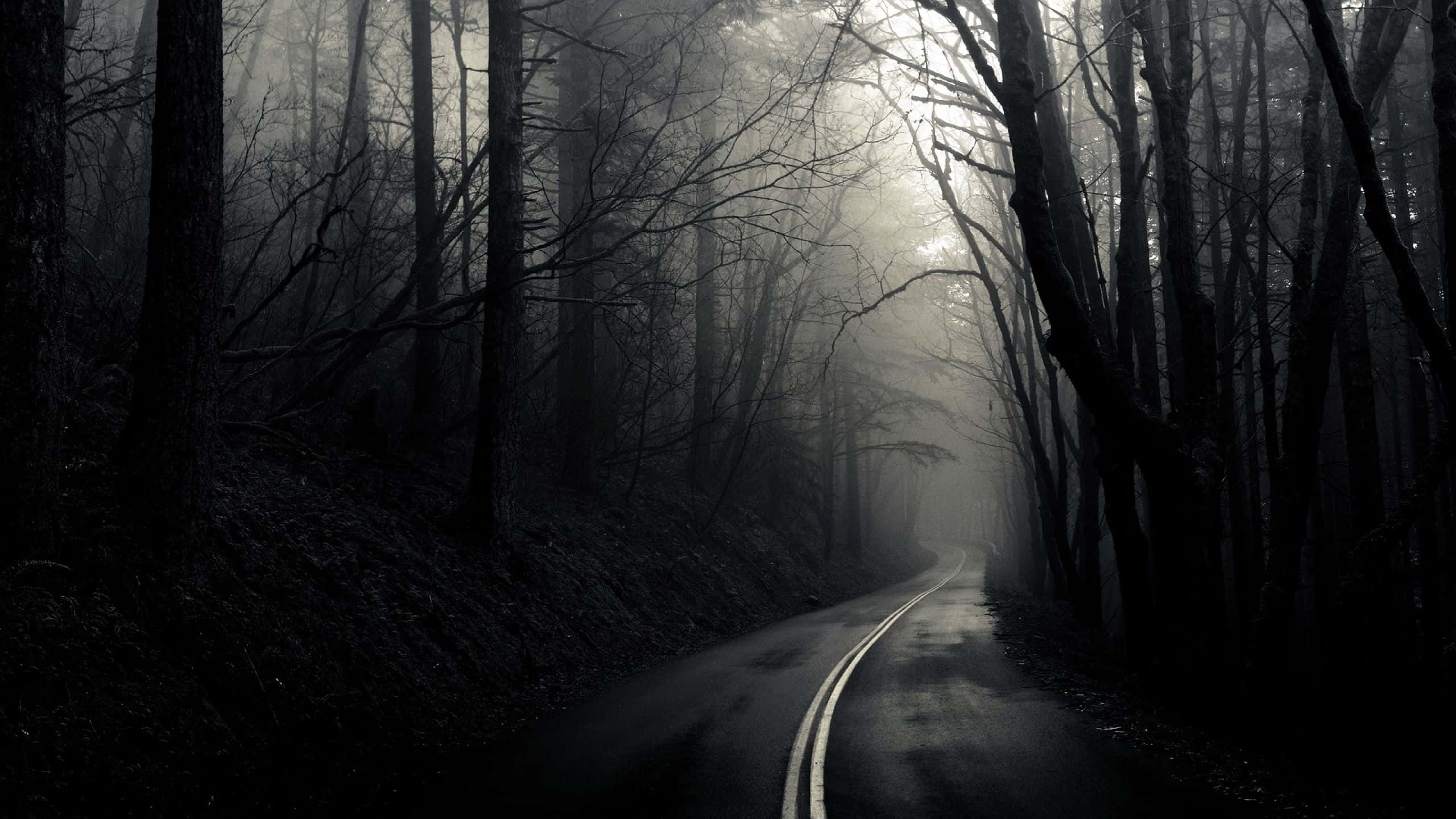 Foggy Forests Evoke A Dark And Depressing Mood Wallpaper