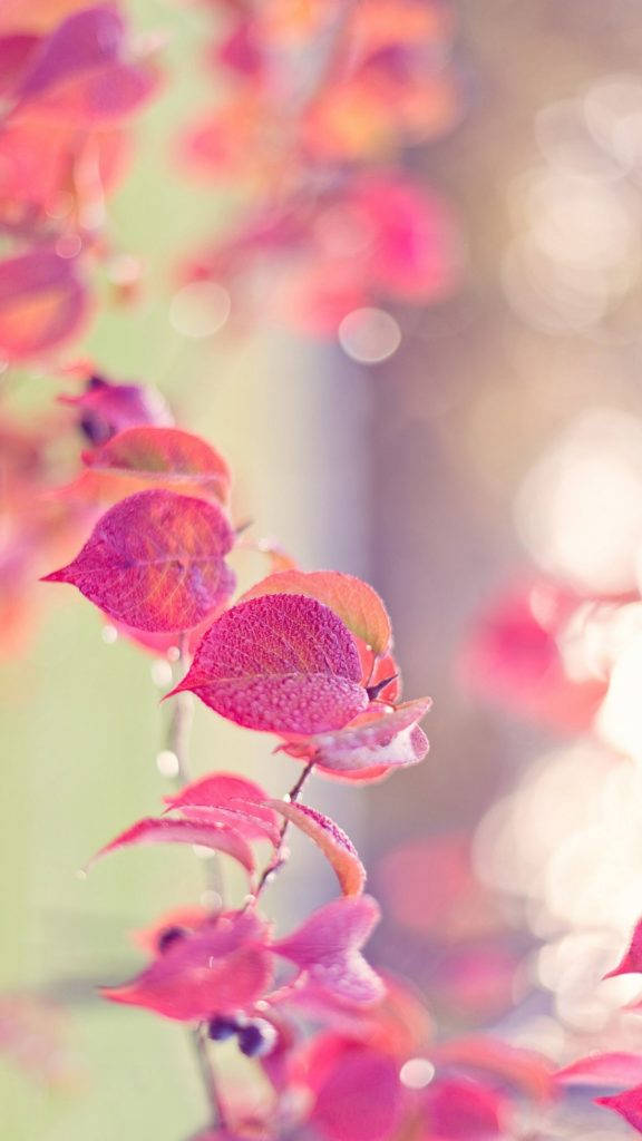 Foliage Pink Iphone Wallpaper