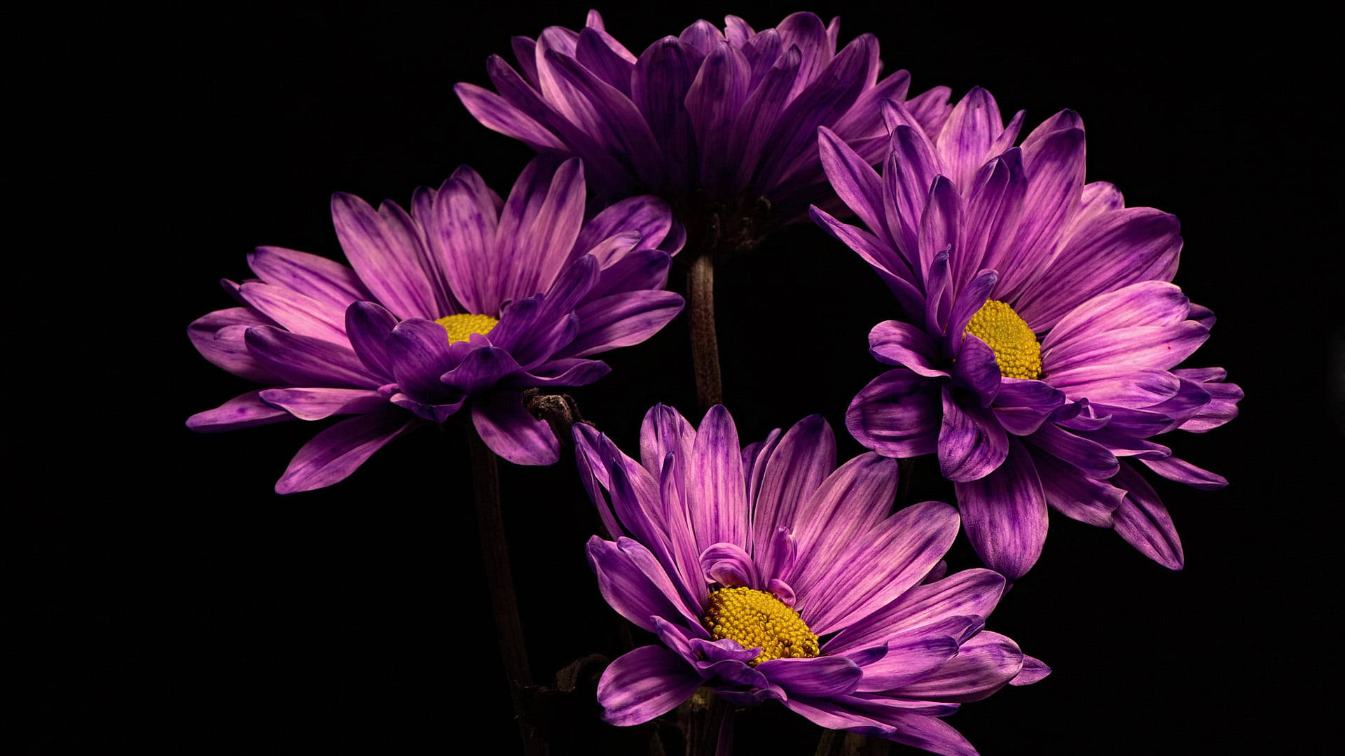 Four Black And Purple Flowers Wallpaper