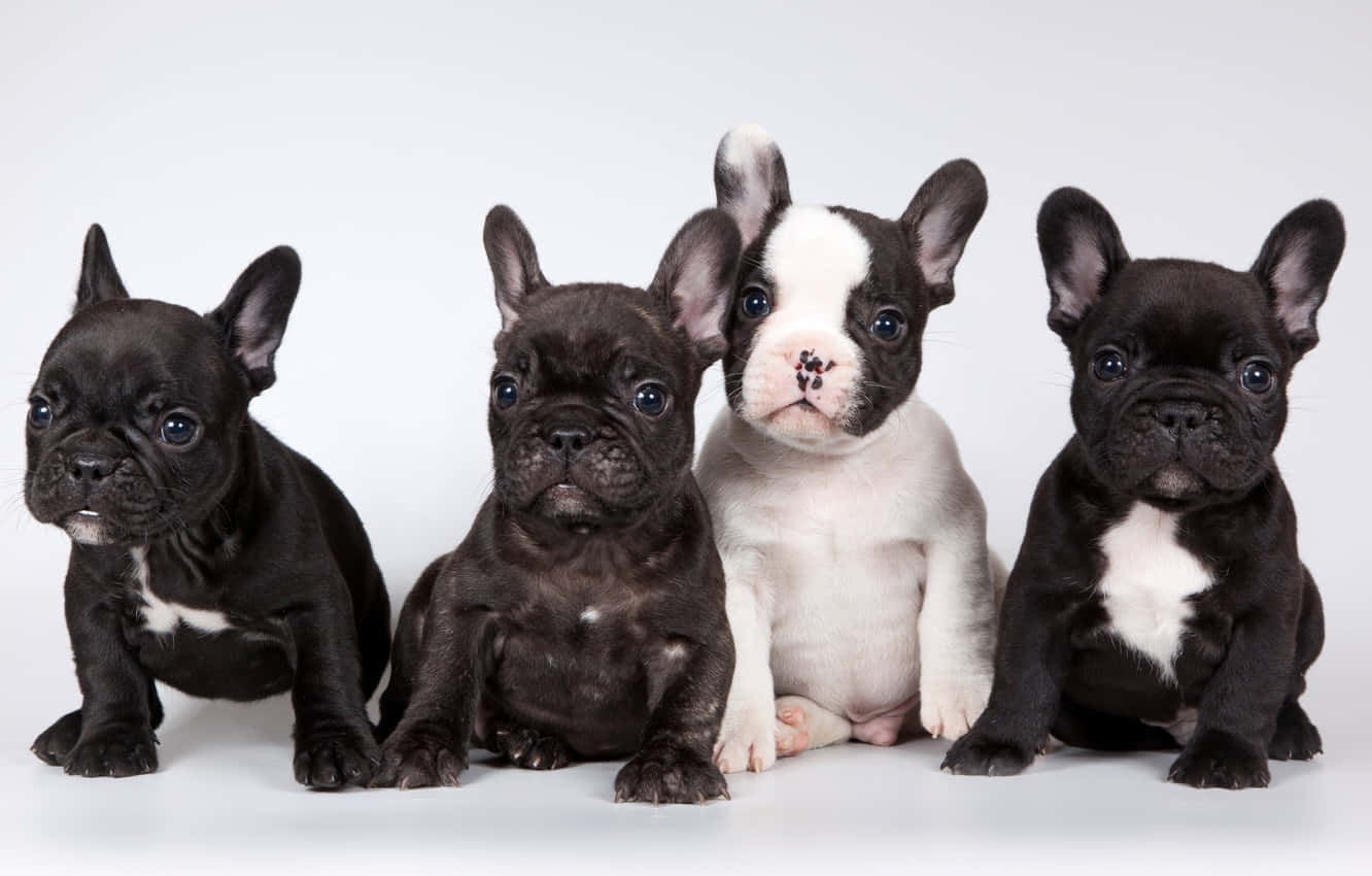 French Bulldog Puppies Studio Wallpaper