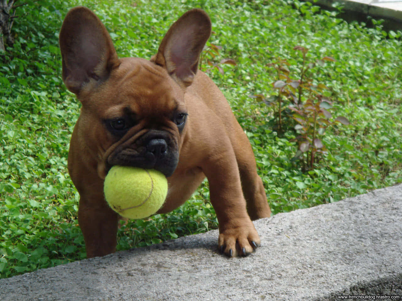 French Bulldog Puppy Playing Tennis Ball Wallpaper
