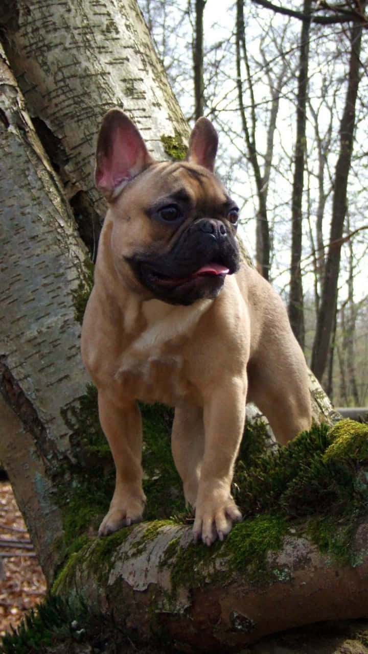 French Bulldog Standing On Tree Top Wallpaper