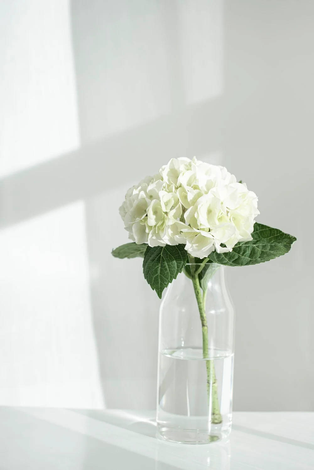 French Hydrangea Green And White Aesthetic Wallpaper