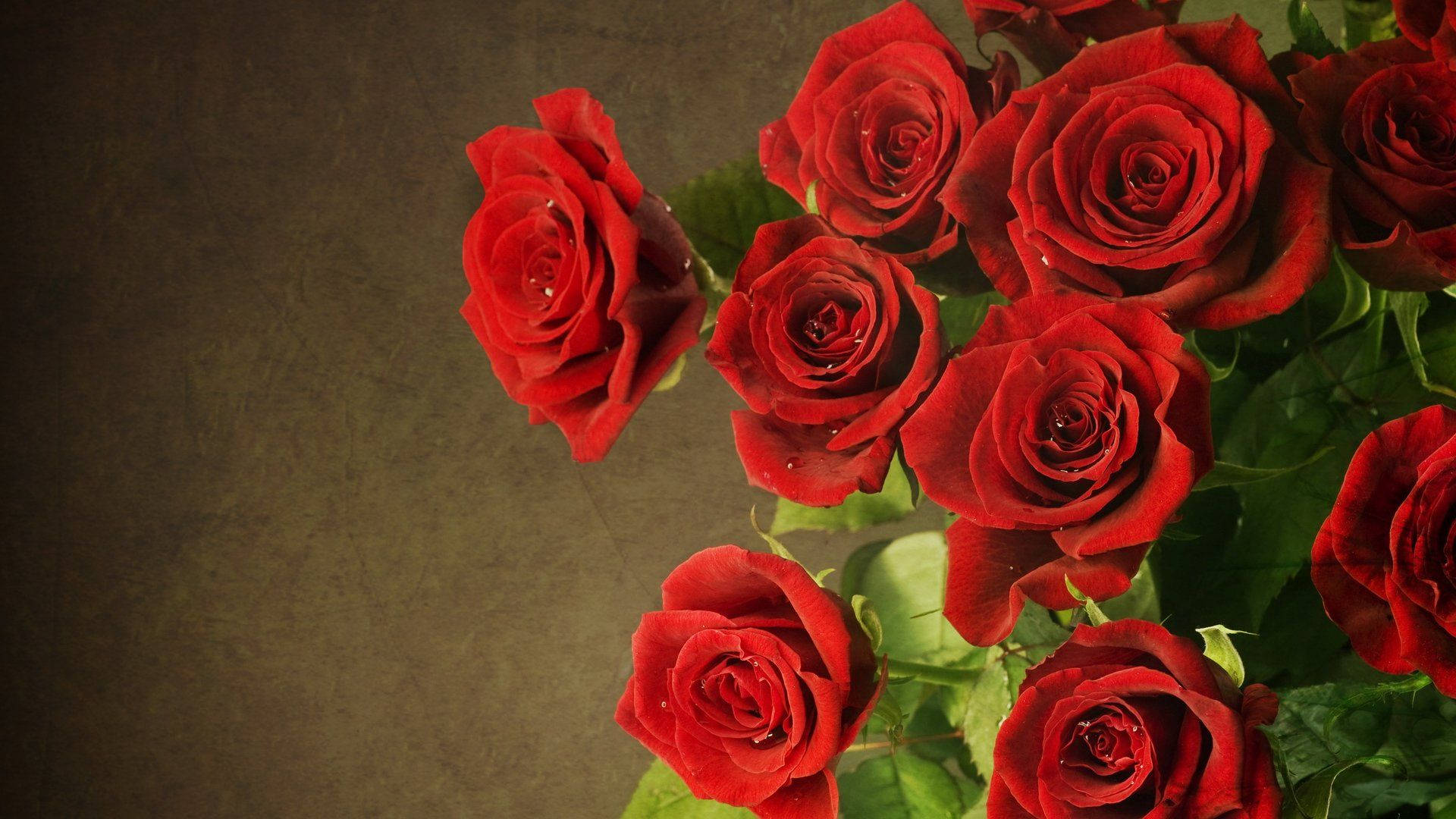 Fresh And Beautiful Rose Flowers Wallpaper