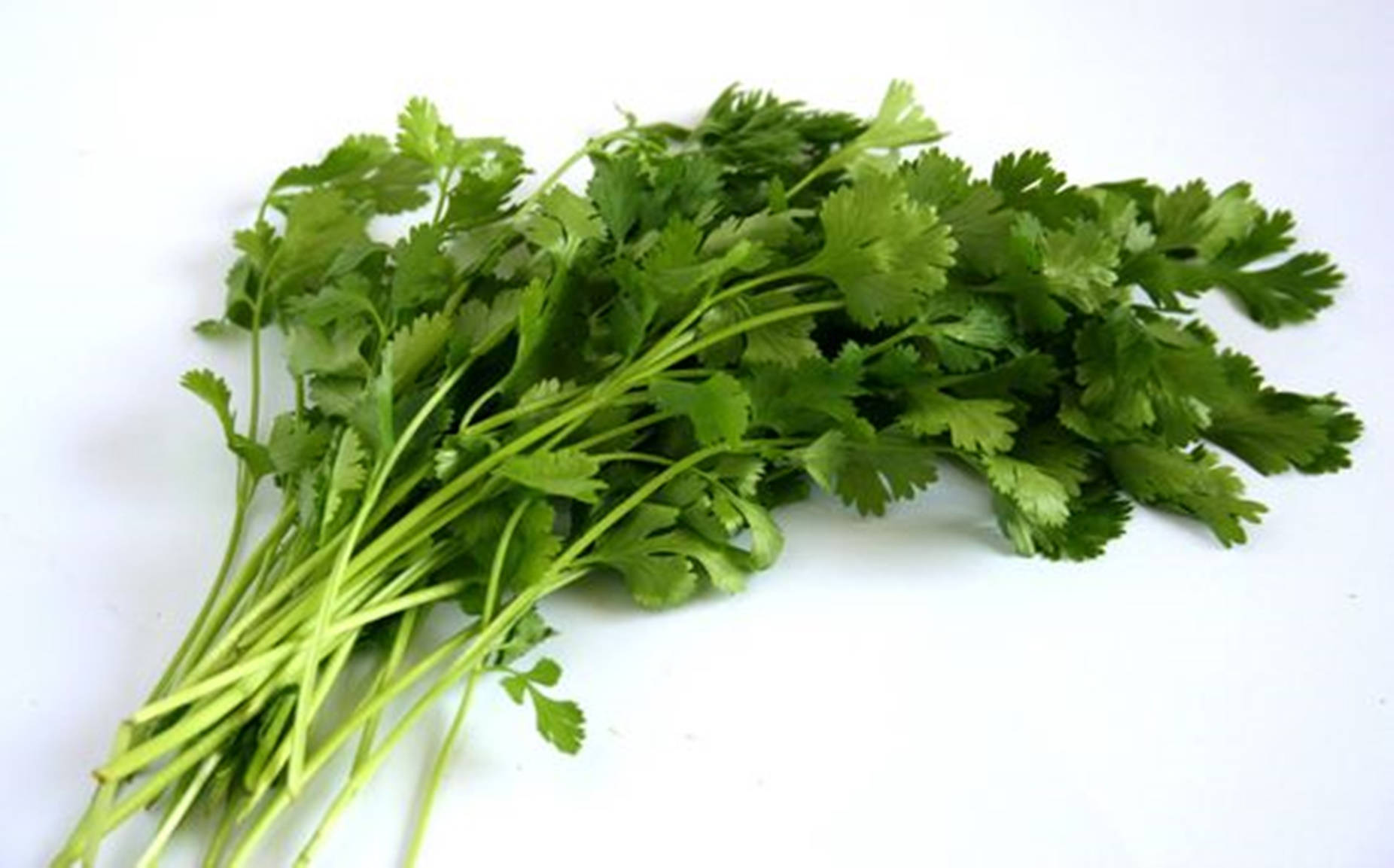 Fresh Coriander Bunch - Macro Shot Wallpaper