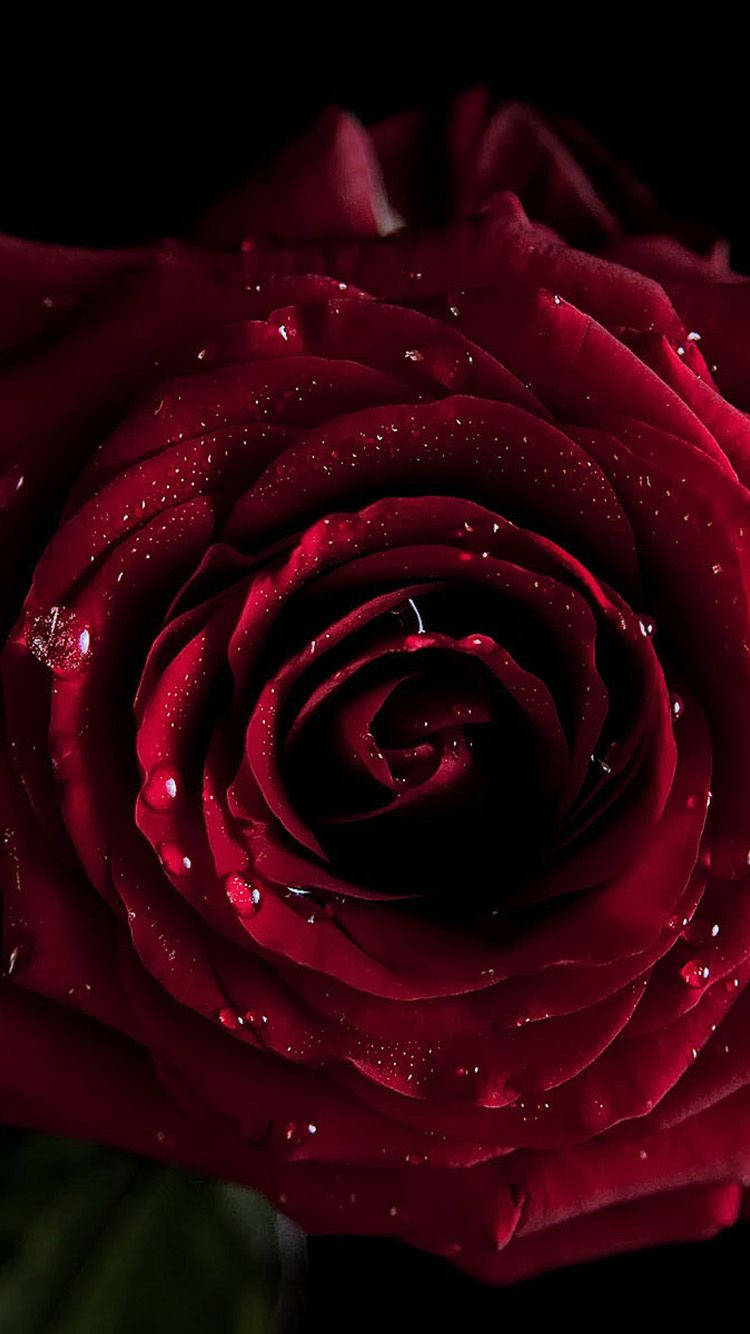 Fresh Dark Red Rose Iphone Wallpaper