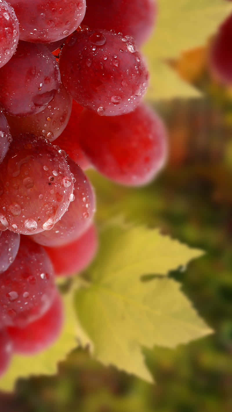 Fresh Dewy Red Grapes Vineyard Wallpaper