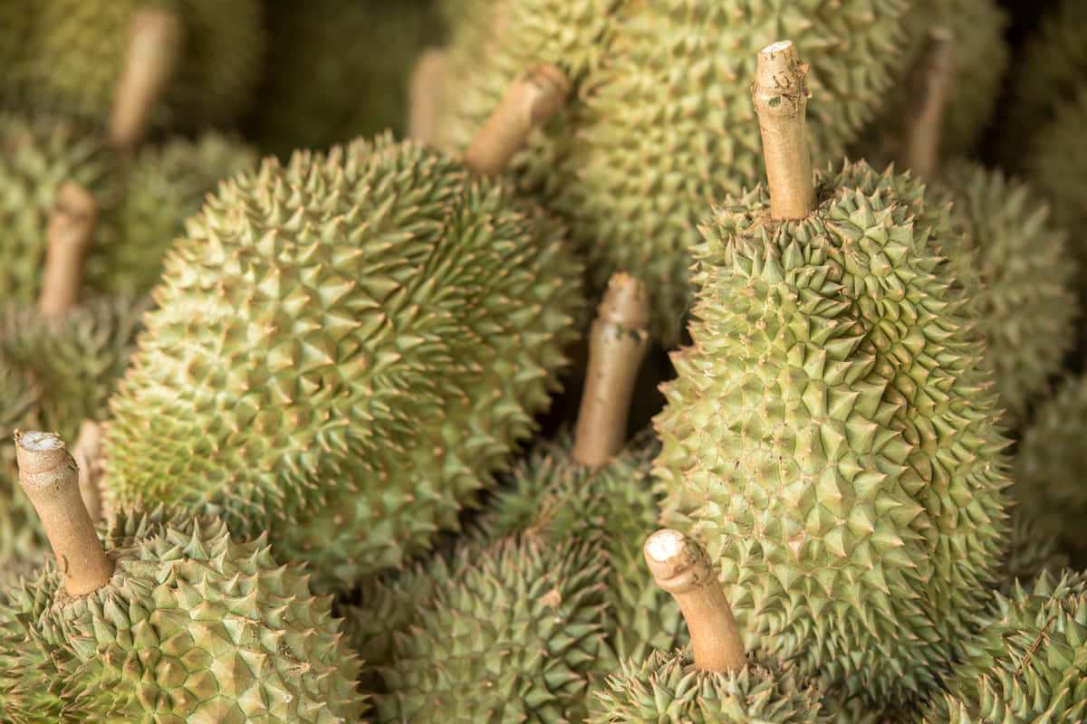 Fresh Durian Fruit Display Wallpaper