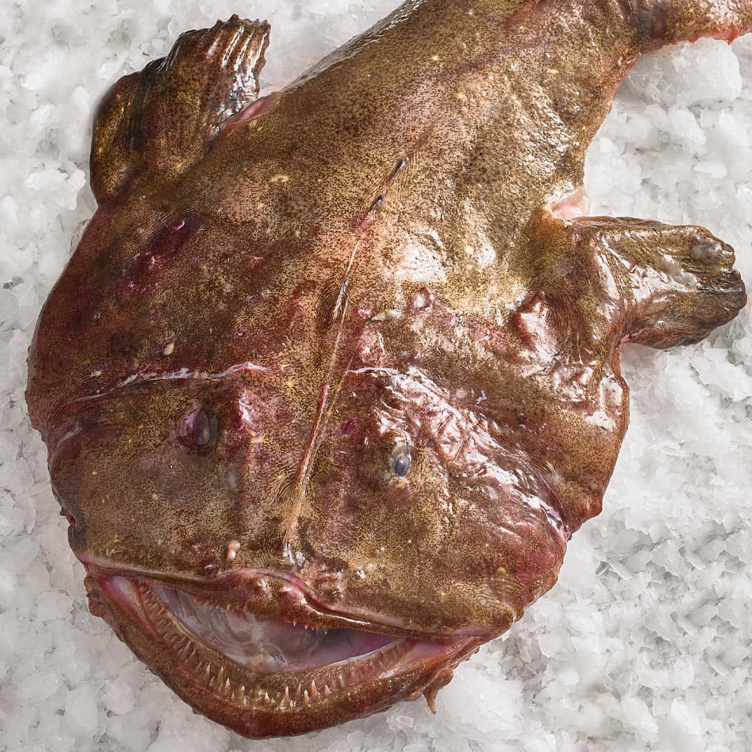 Fresh Monkfish On Ice Wallpaper