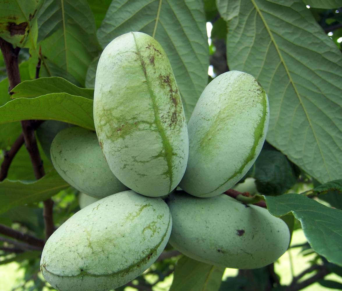 Fresh Pawpaw Fruit Cluster Wallpaper