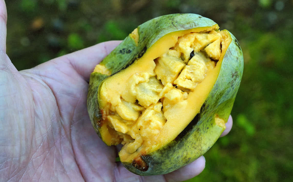 Fresh Pawpaw Fruitin Hand.jpg Wallpaper