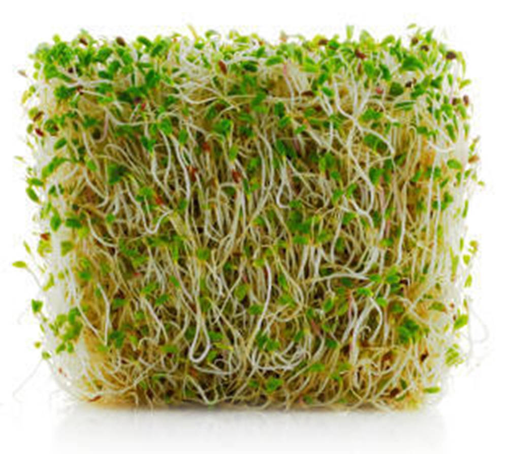 Fresh Raw Alfalfa Bean Sprouts Wallpaper