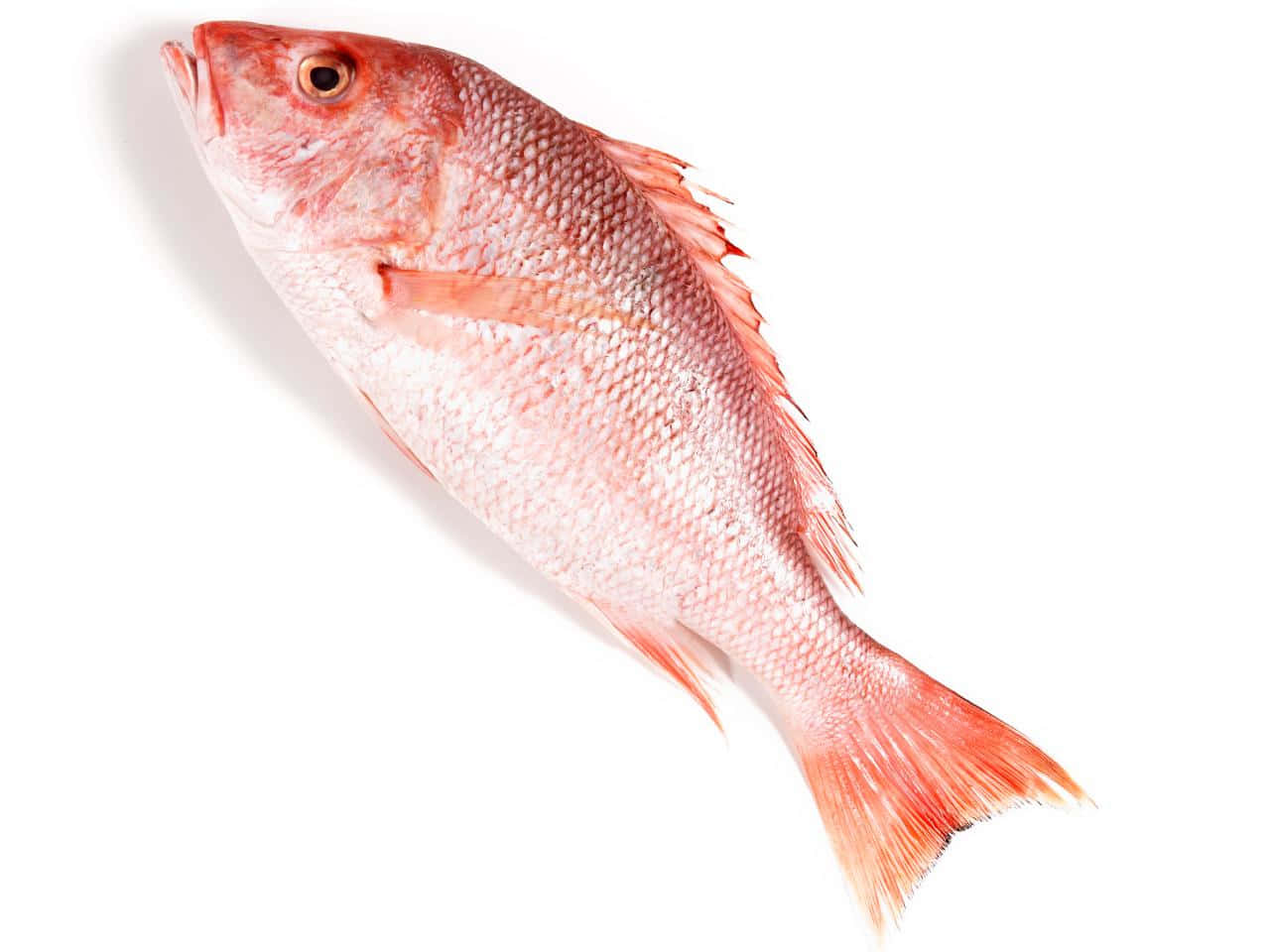 Fresh Red Snapper Fish Isolated Wallpaper