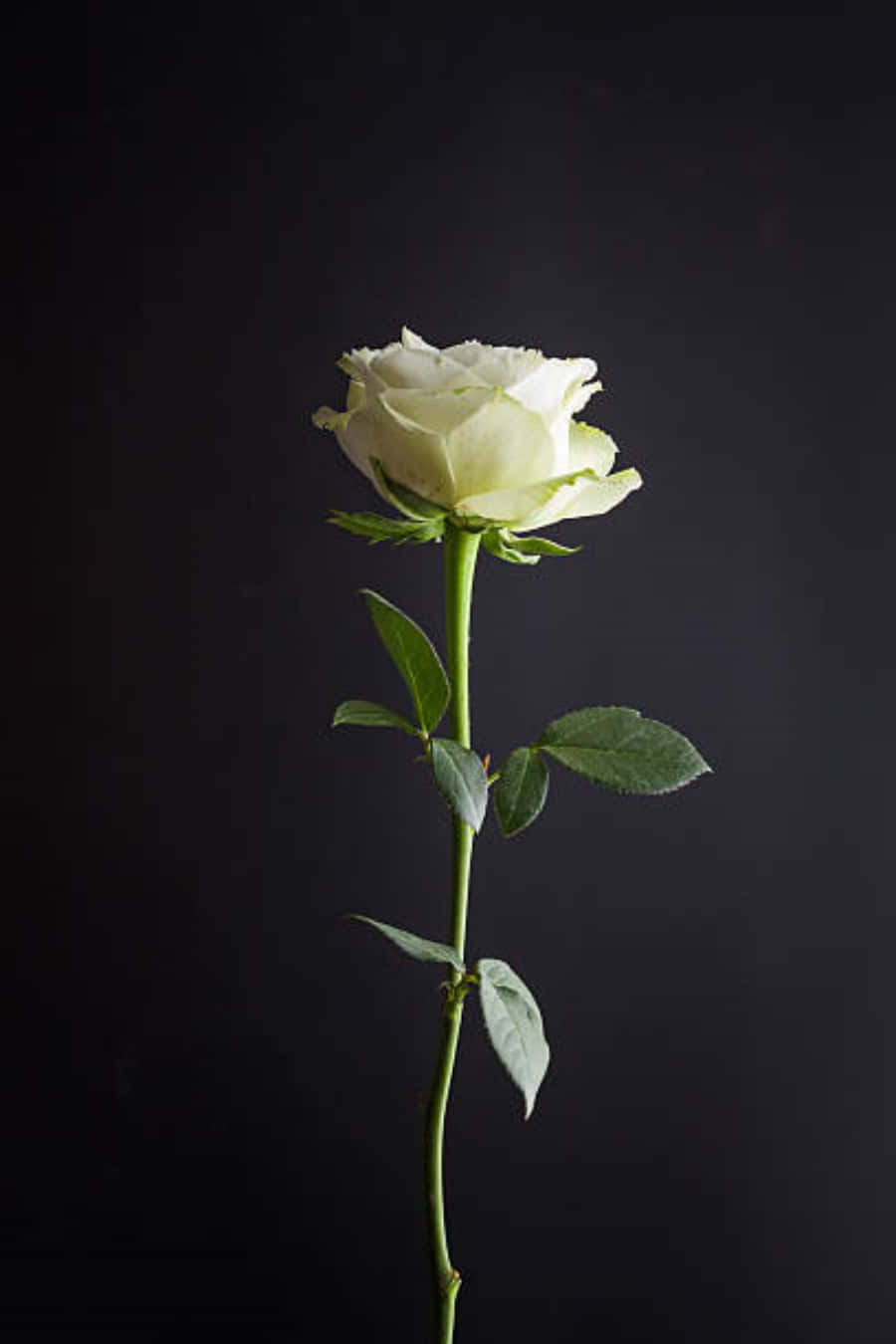 Fresh, Romantic White Roses For Your Iphone Wallpaper