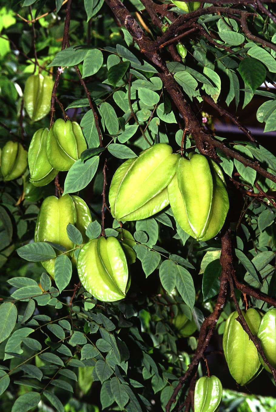 Fresh Star Fruit On A Green Plant Wallpaper