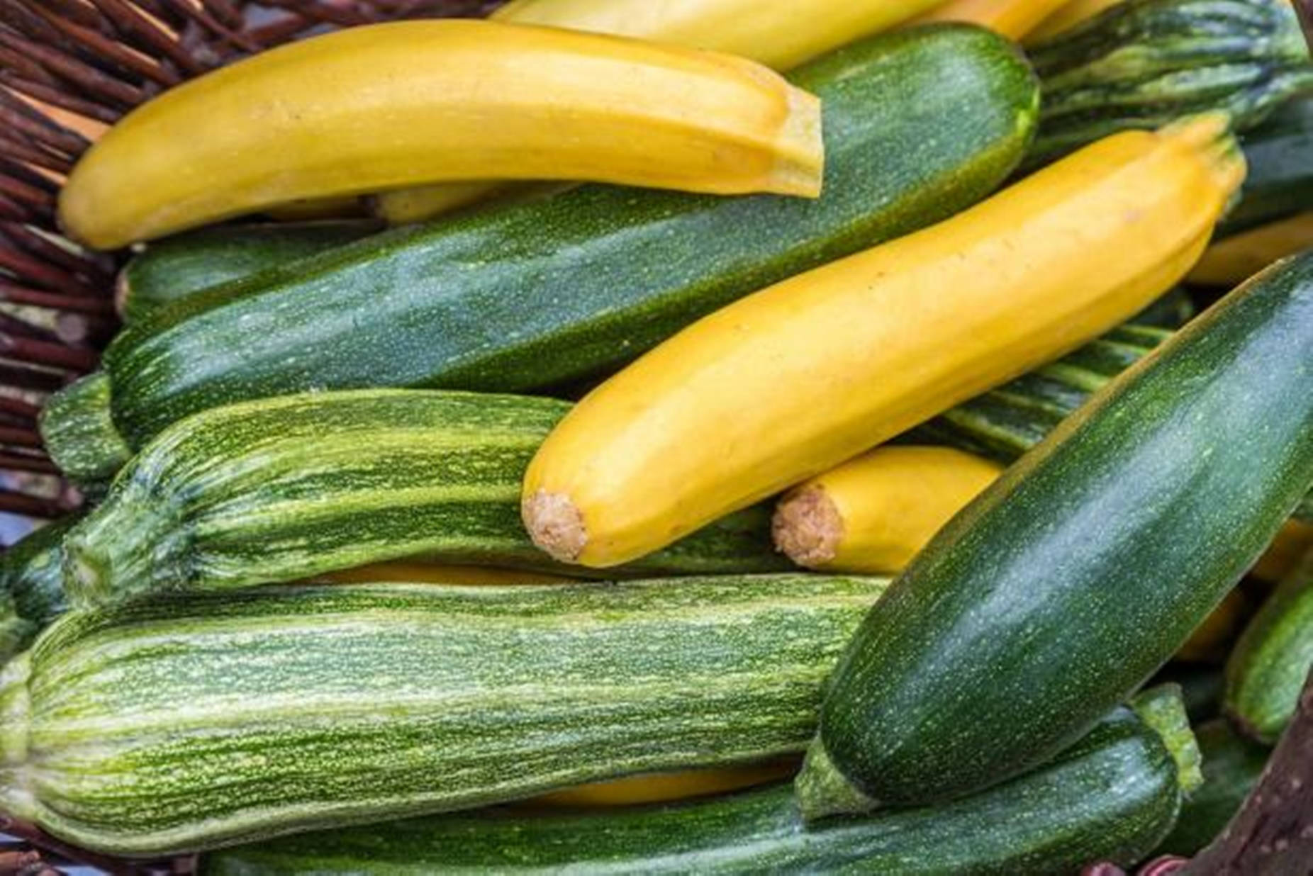 Freshly Grown Zucchini In A Garden Wallpaper