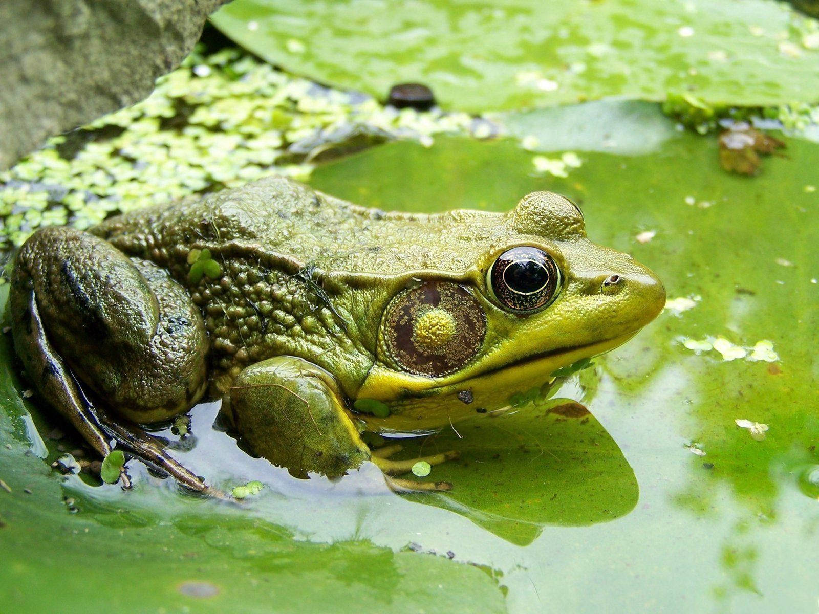 Frog On Swamp Wallpaper