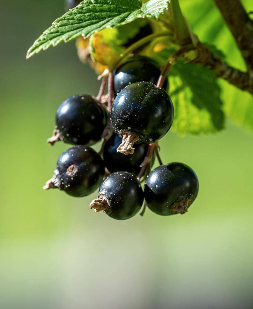 Fruity Blackcurrant In Shrub Wallpaper