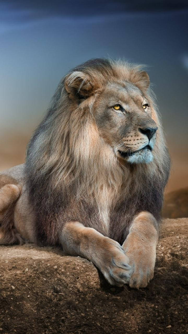 Full Hd Lion On Rock Android Wallpaper