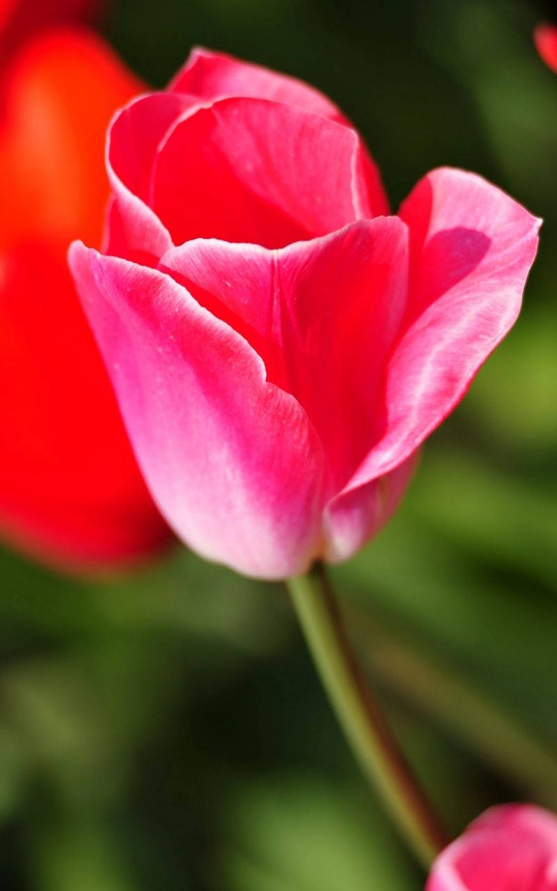 Full Hd Pink Tulip Android Wallpaper
