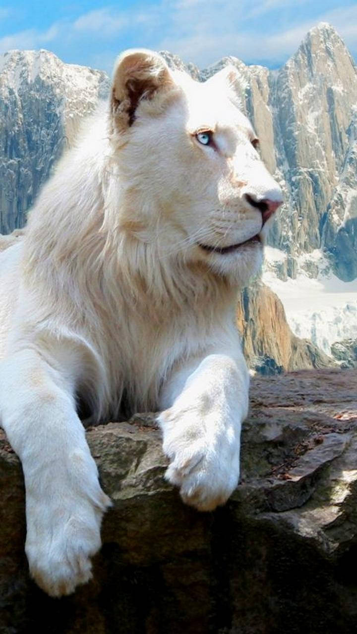Full Hd Transvaal Lion Android Wallpaper
