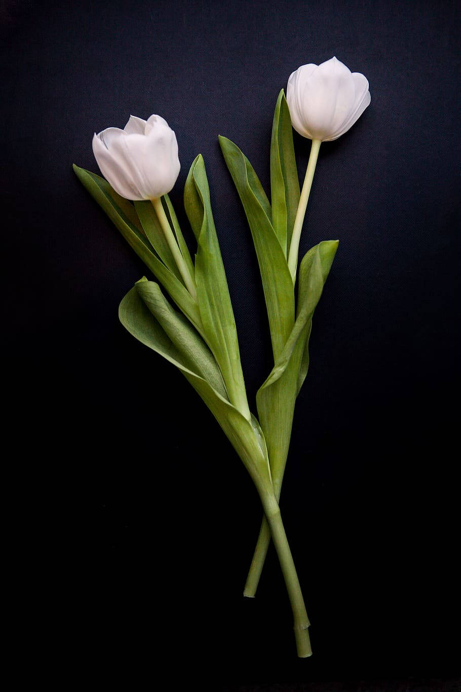 Full Screen 4k Flowers White Tulip Portrait Wallpaper