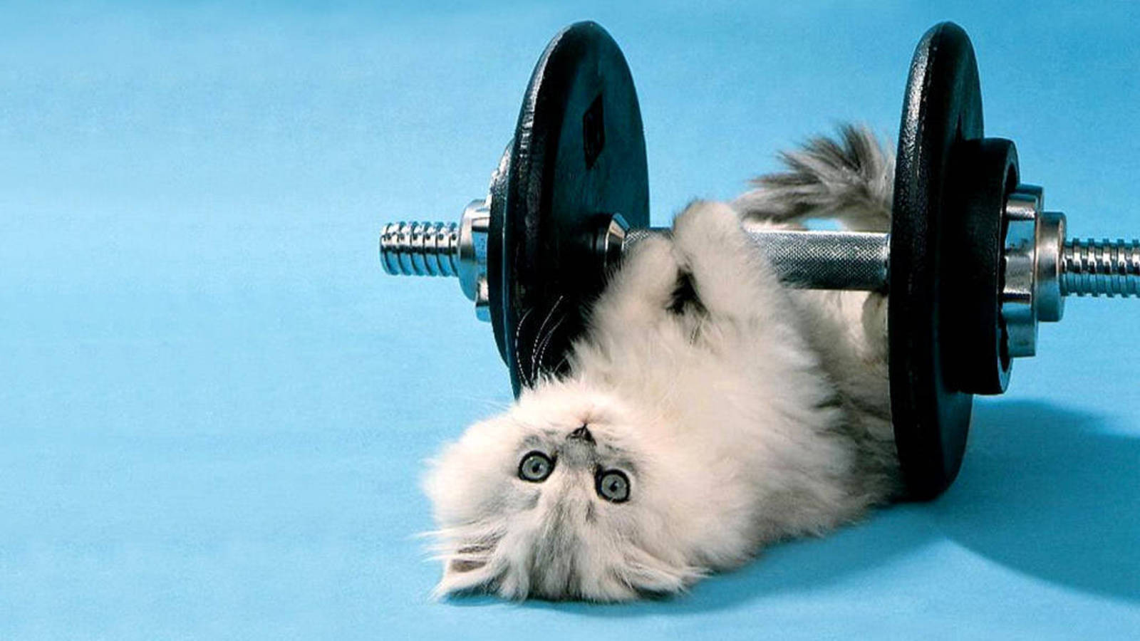 Funny And Cute Kitty With Dumbbell Wallpaper