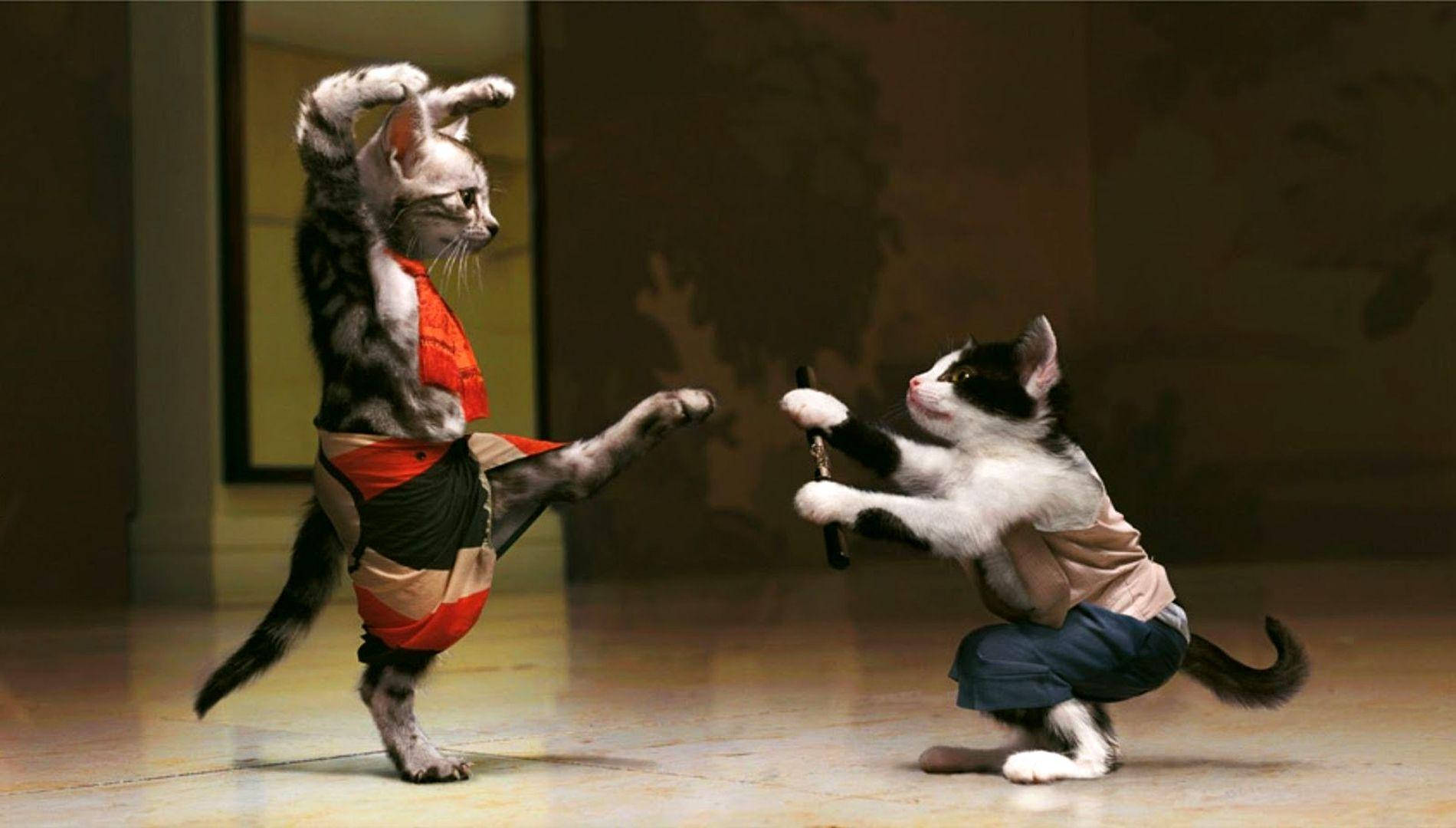 Funny Cat Fighters Wallpaper