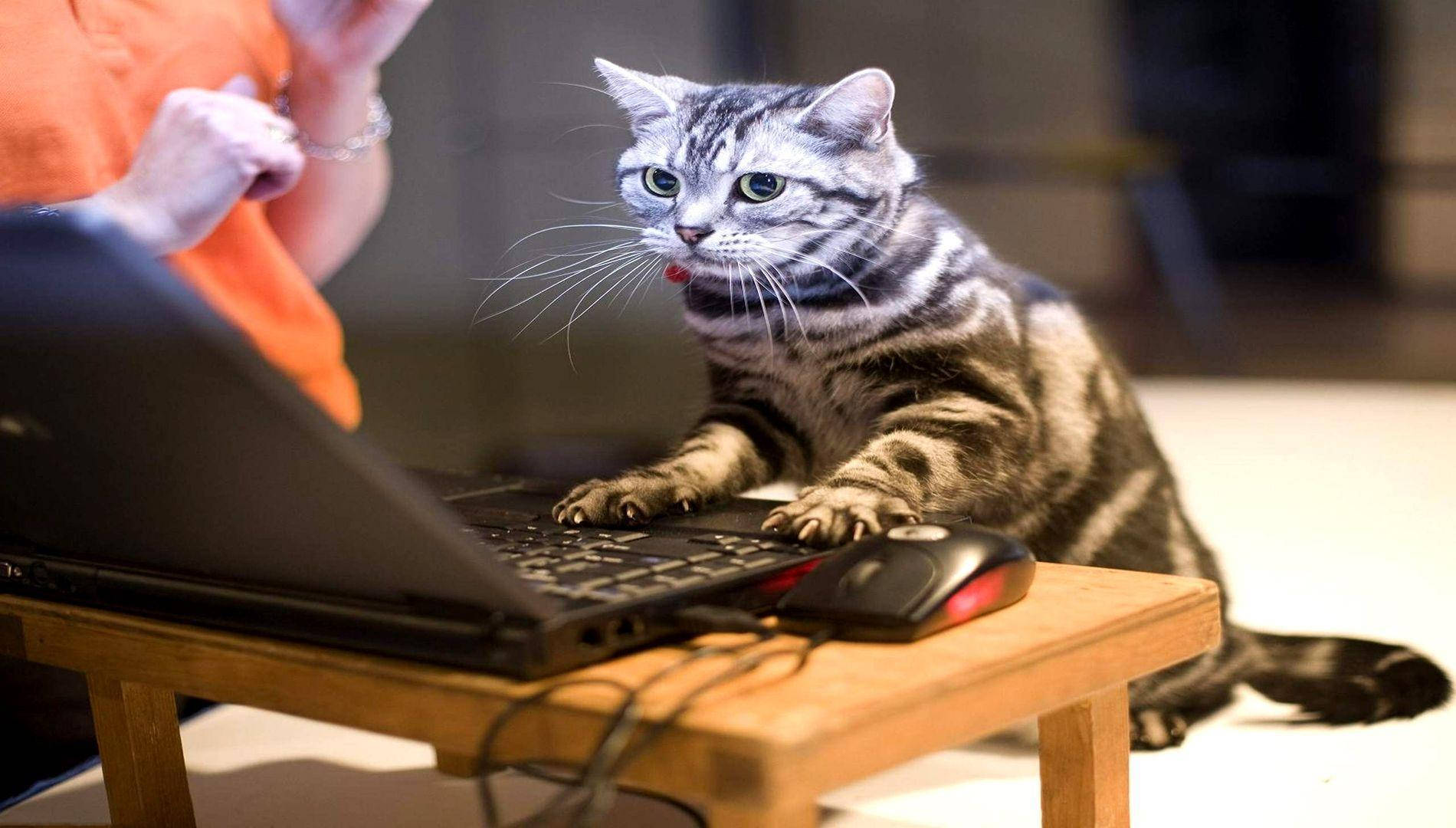 Funny Cat Using Computer Wallpaper