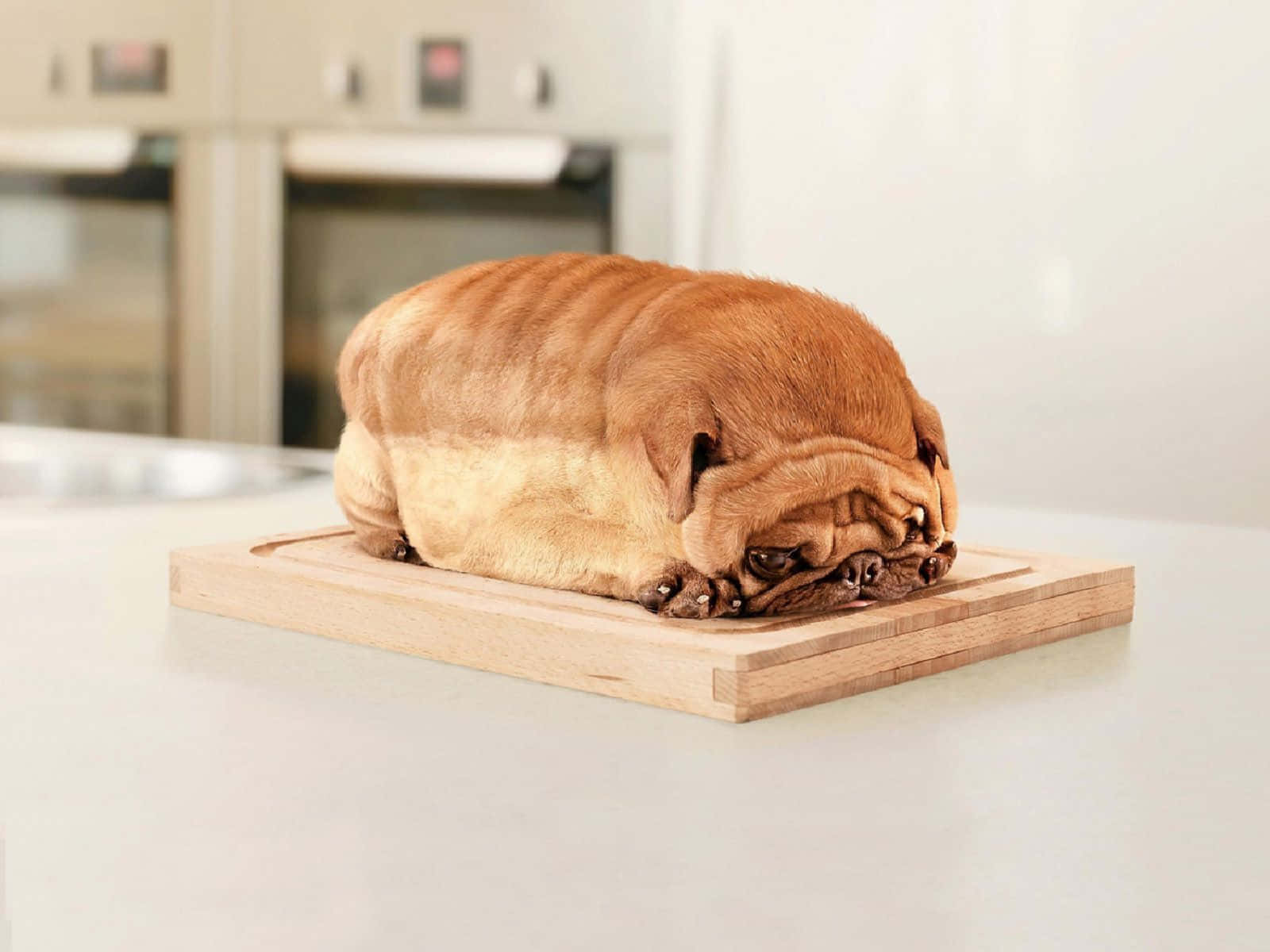 Funny Dog Formed Into Loaf Wallpaper