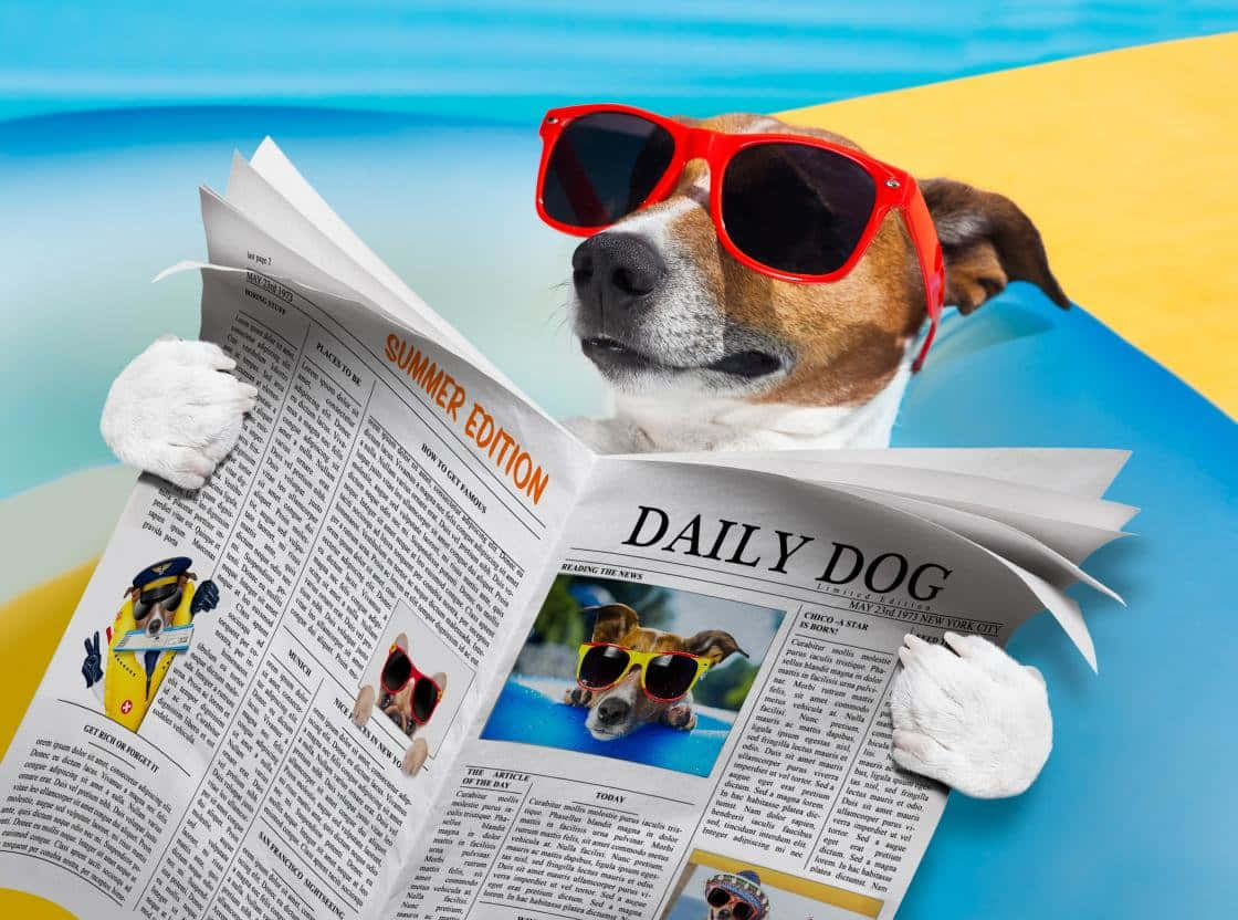 Funny Dog Reading Newspaper Wallpaper