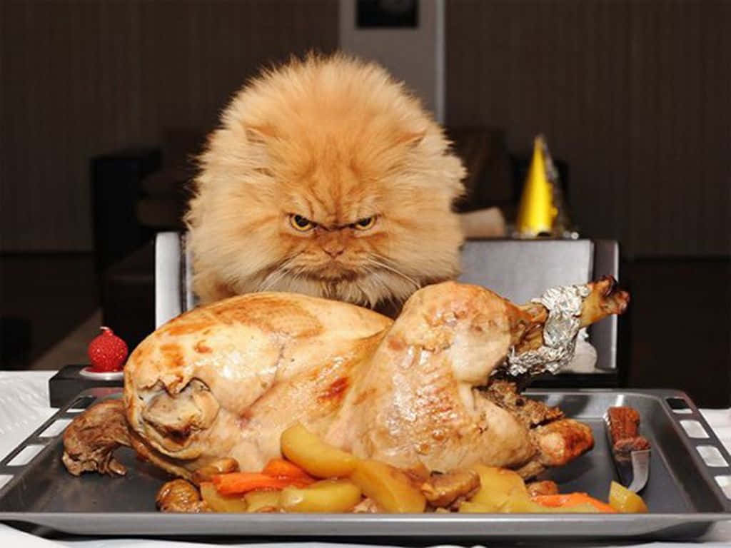 Funny Thanksgiving Angry Cat Wallpaper