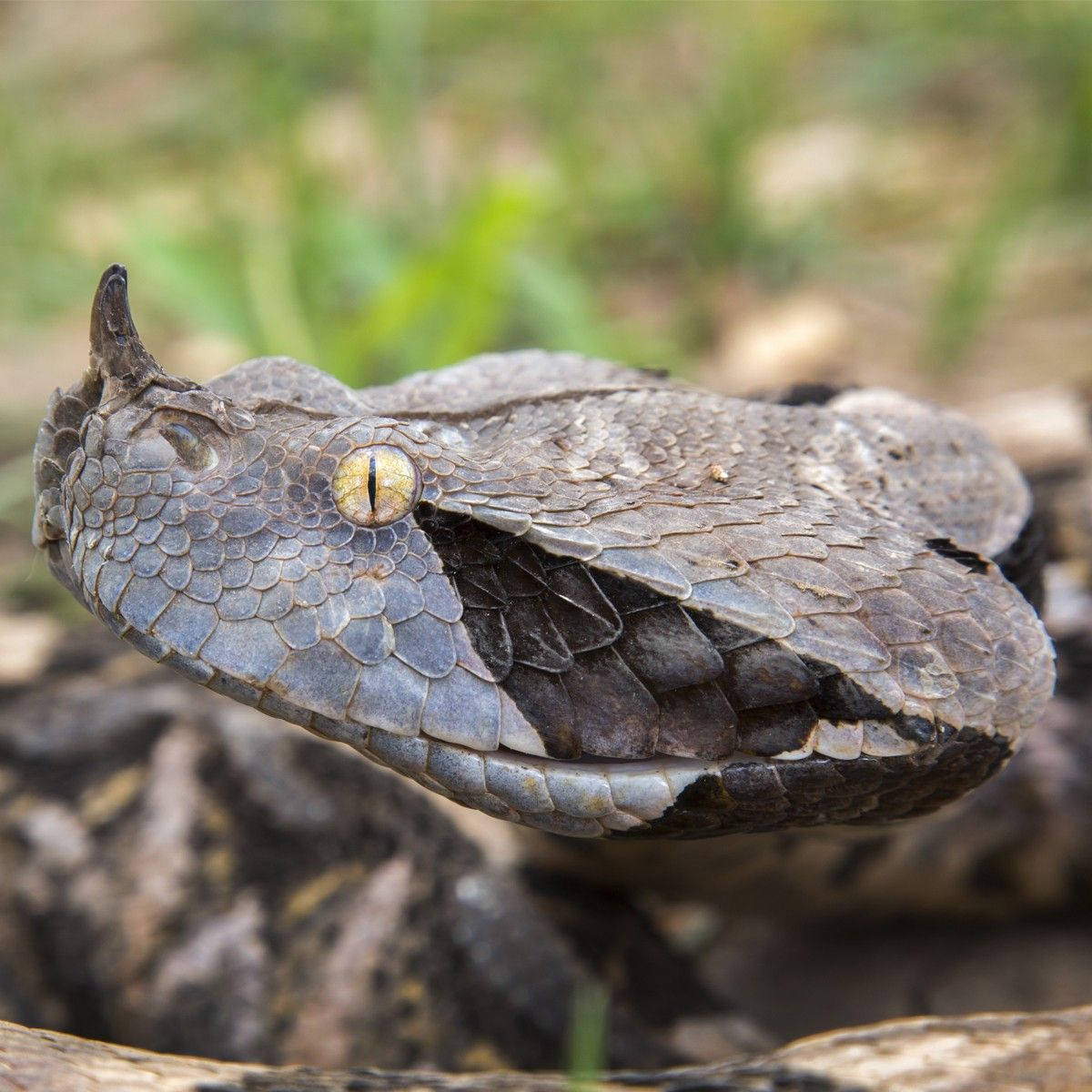 Gaboon Viper Portrait Macro Shot Wallpaper