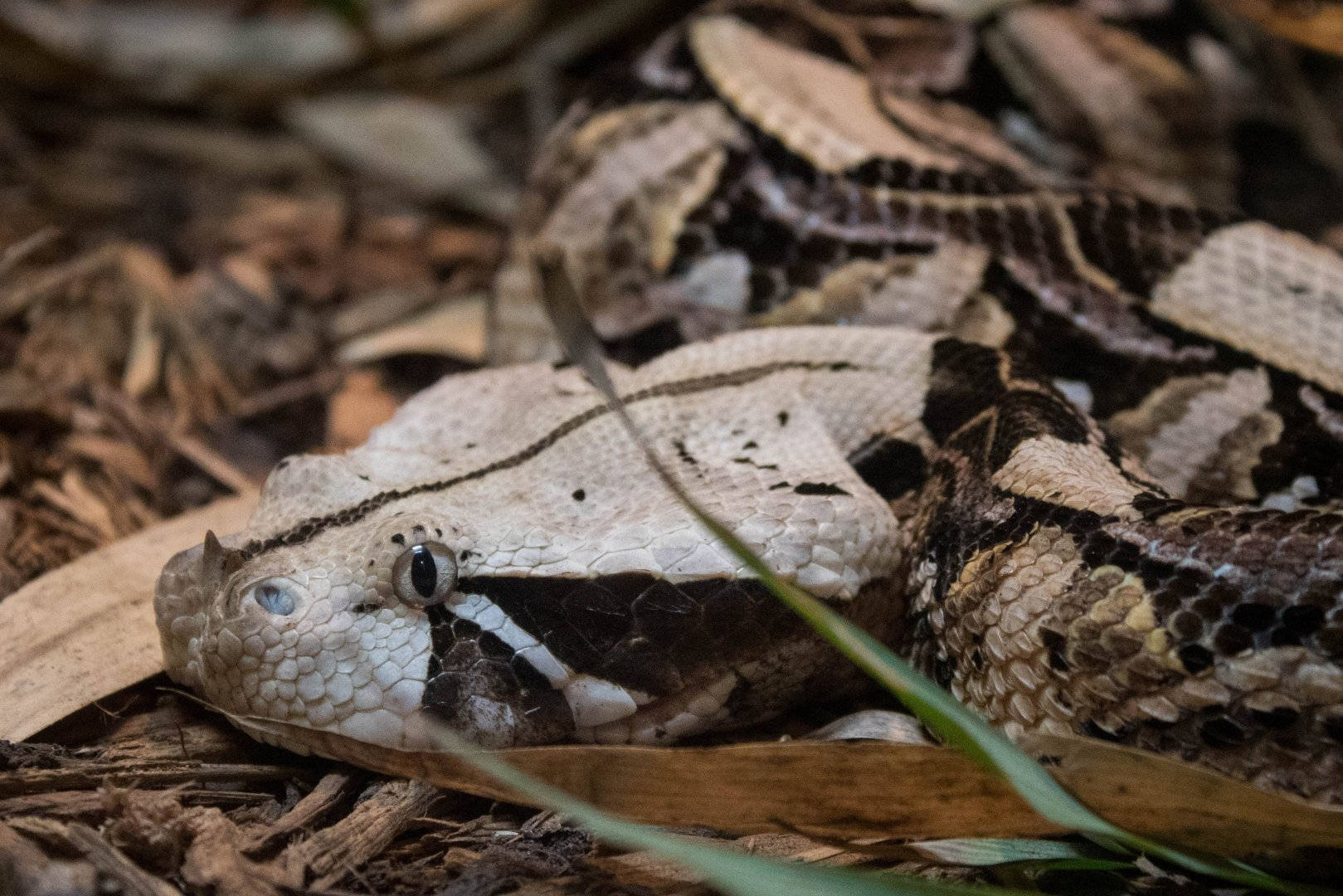 Gaboon Viper Venomous Wild Animal Wallpaper