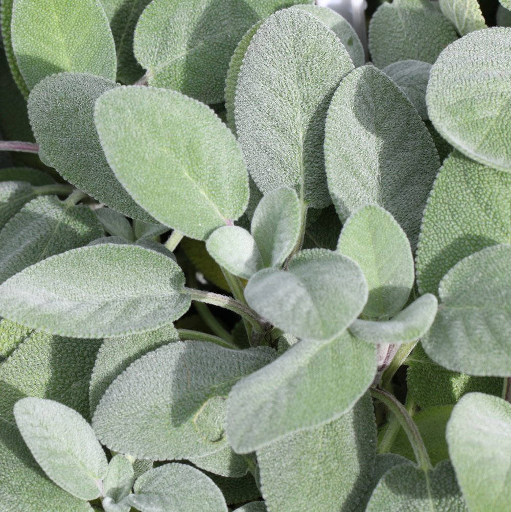 Garden Sage Plant Wallpaper