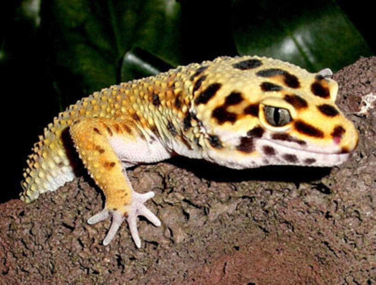 Gecko With Black Spots On Rock Wallpaper