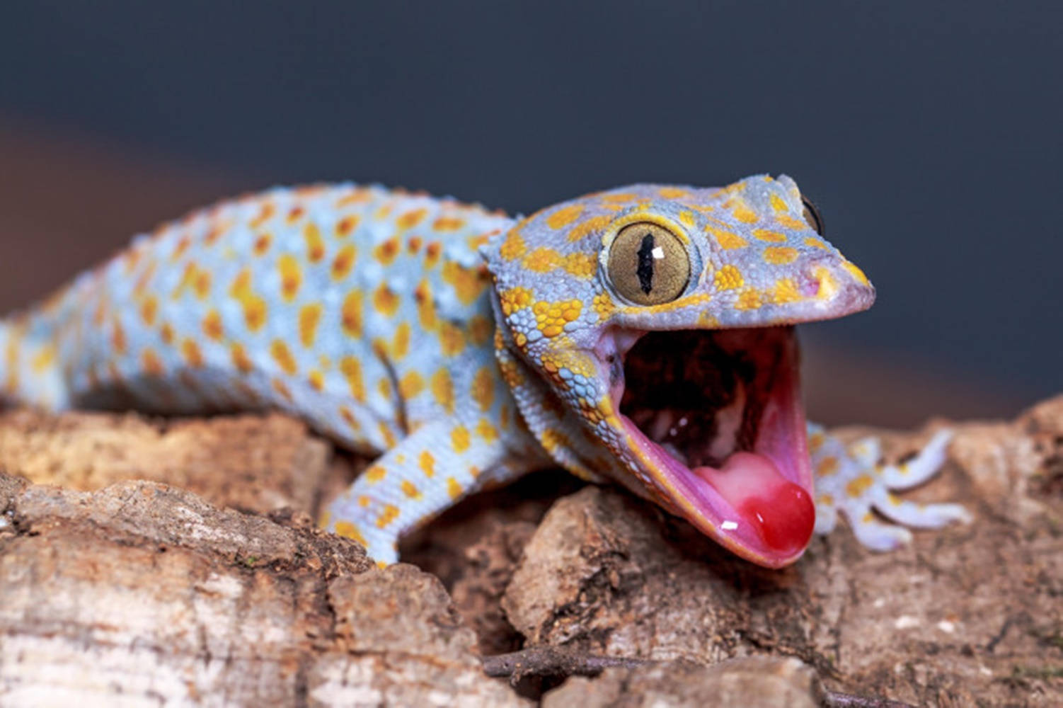 Gecko With Mouth Opened Wallpaper