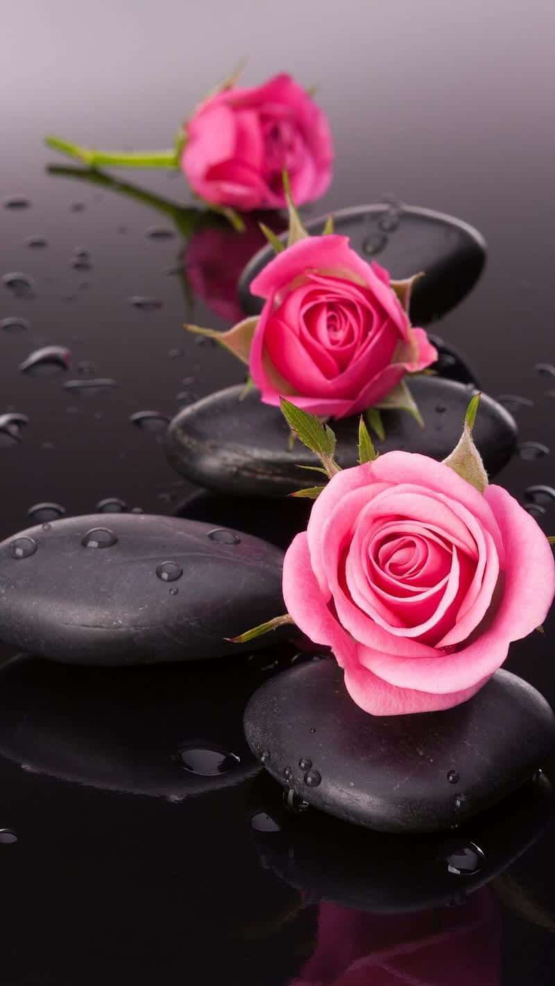 Get Lost In Beauty In A Field Of Beautiful Roses. Wallpaper