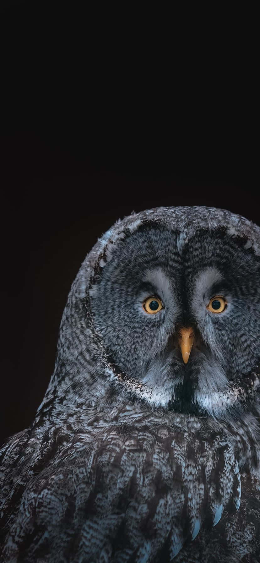 Get The Owl Phone, The Best In Smartphone Design Wallpaper