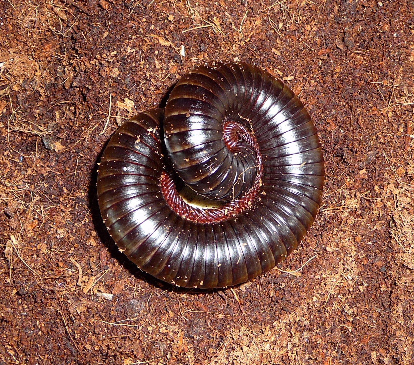 Giant African Millipede On A Dry Ground Wallpaper