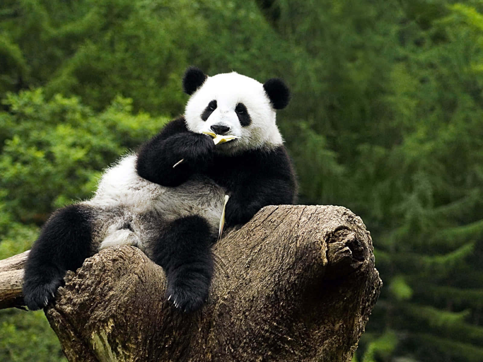 Giant Panda Eating And Sitting Wallpaper