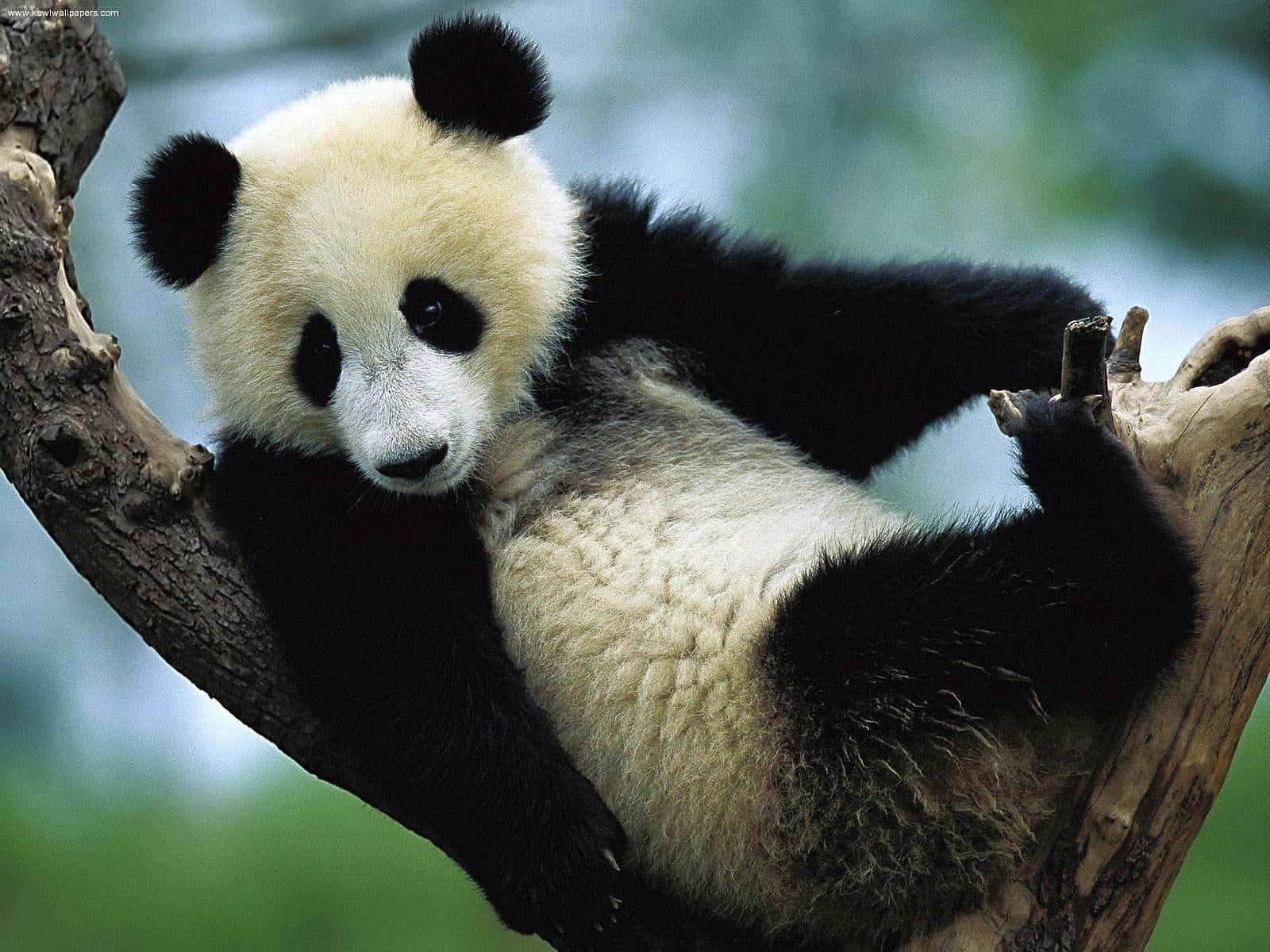 Giant Panda Resting On Branch Wallpaper