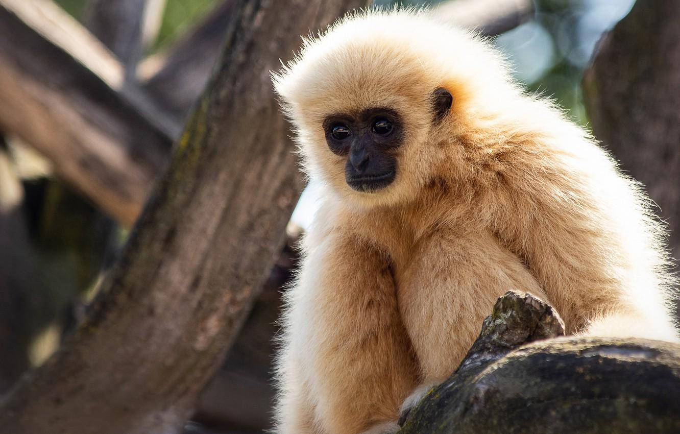 Gibbon On Tree Wallpaper